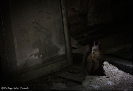Kai Fagerström (Finlandia), capturó a esta ardilla roja del ártico dentro de una casa abandonada. 